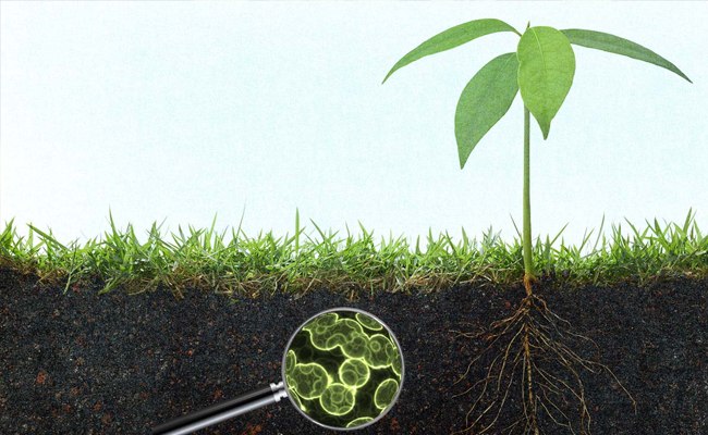 ĐẤT ĐAI CÓ THỂ  LÀM SẠCH Ô NHIỄM NHƯ THẾ NÀO?